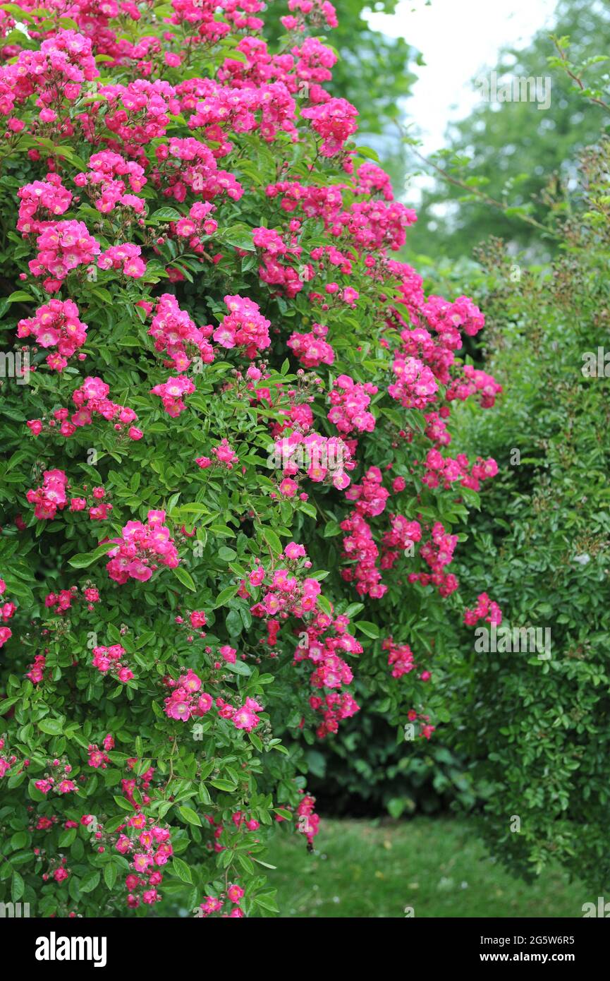 Pink Climbing Hybrid Wichurana Rose Rosa Maria Liesa Blooms In A