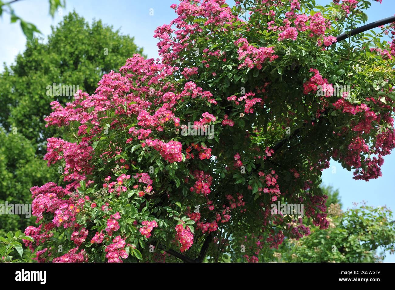 Pink climbing Hybrid Wichurana rose (Rosa) Maria Liesa blooms in a garden in June Stock Photo