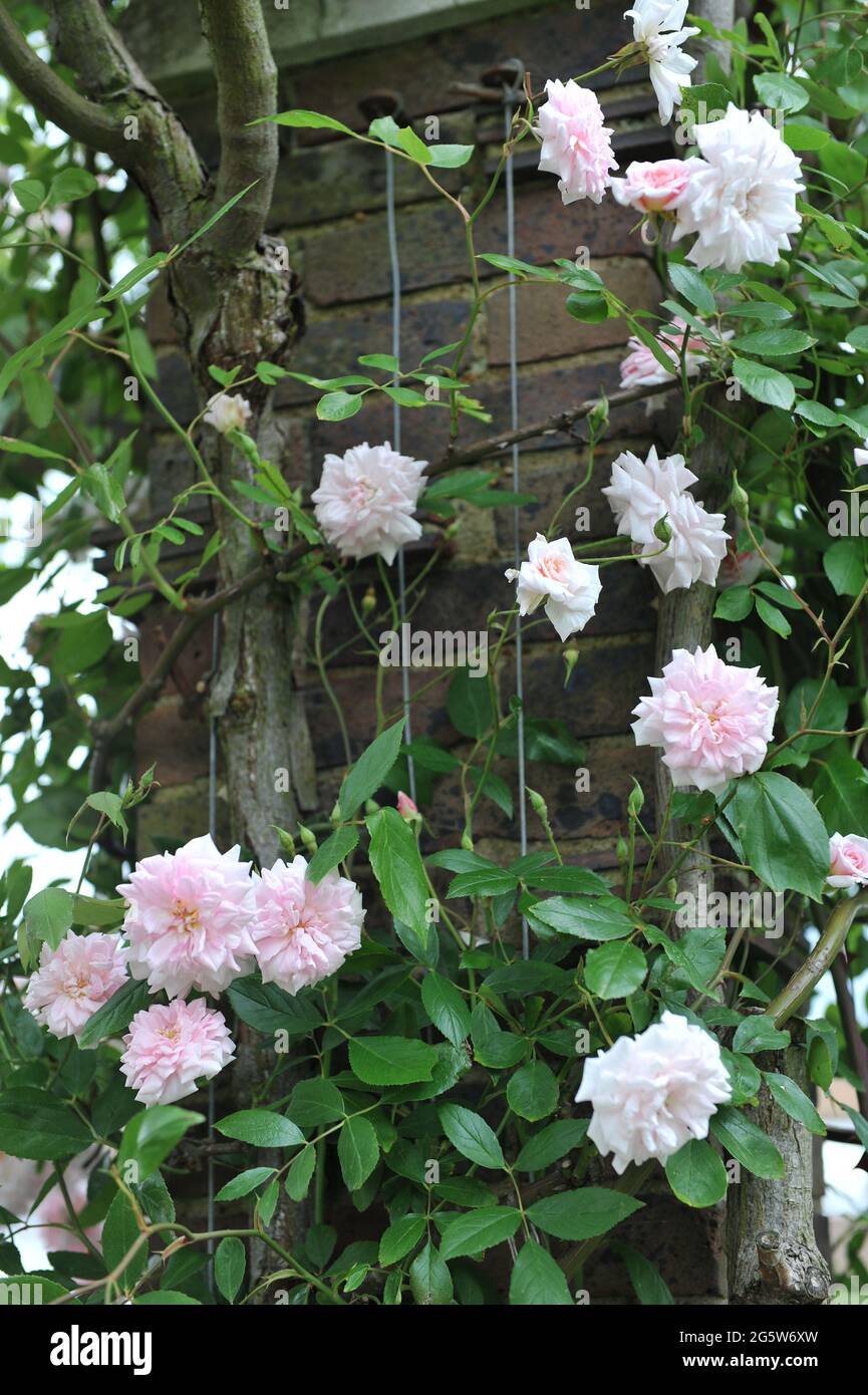 Pink climbing Polyantha rose (Rosa) Mlle Cecile Brunner blooms on a wooden pergola in a garden in May Stock Photo