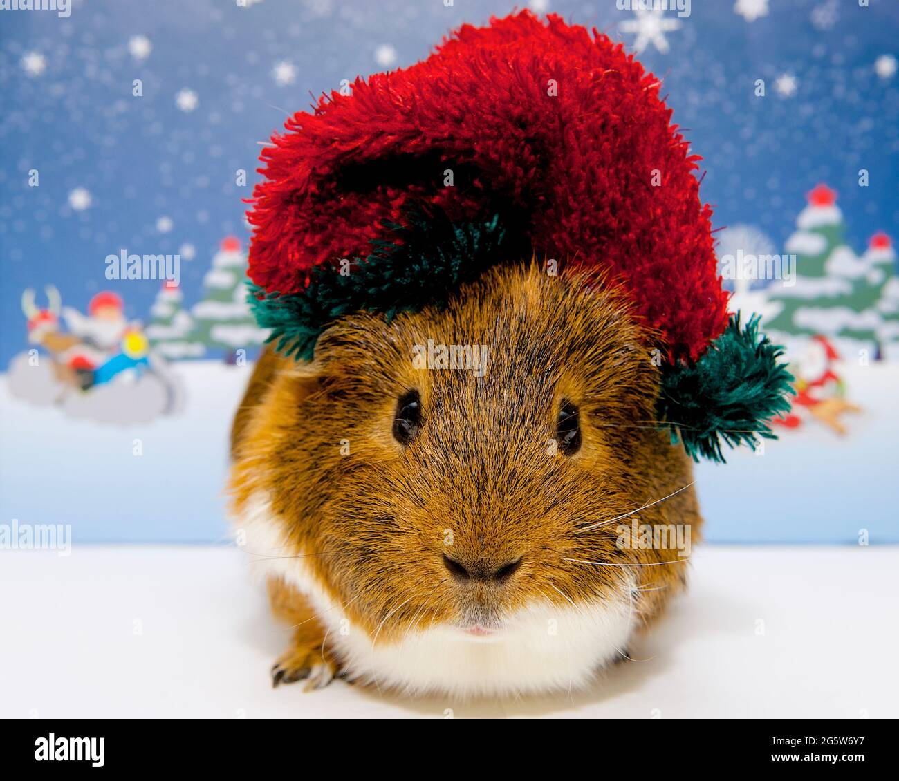 a happy ginger and white guinea pig in a Christmas red and green Santa hat looking at camera in a snowy scene Stock Photo