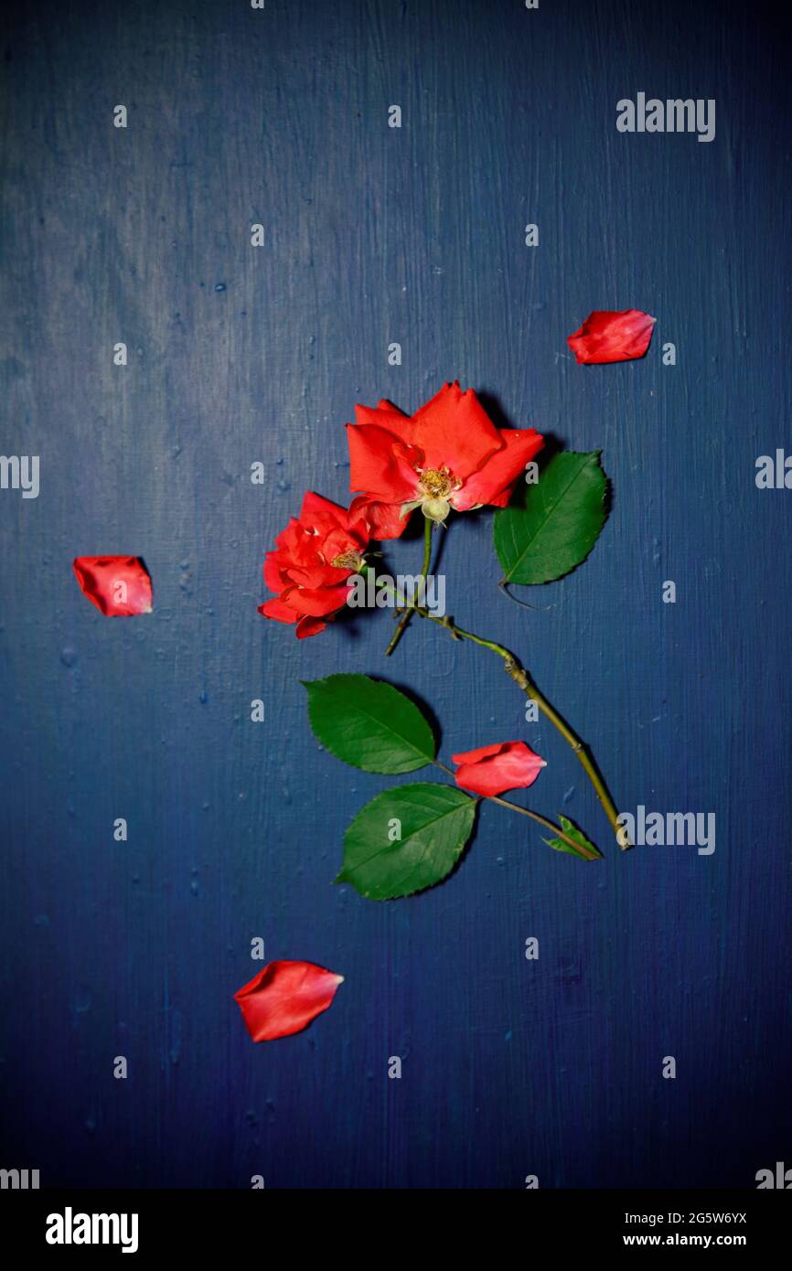 Roses with Loose Petals on Blue Ground Stock Photo