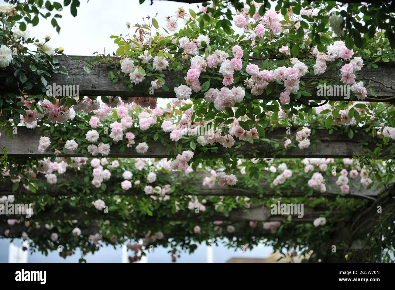 Pink climbing Polyantha rose (Rosa) Mlle Cecile Brunner blooms on a wooden  pergola in a garden in May Stock Photo - Alamy