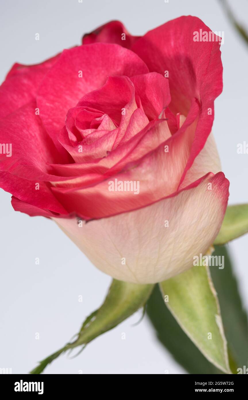Pink edged rose hi-res stock photography and images - Alamy