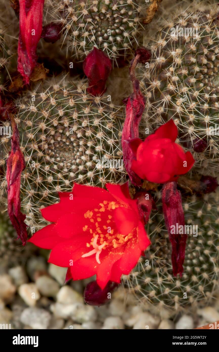 Rebutia Cultivar flowering red in a close-up group Stock Photo