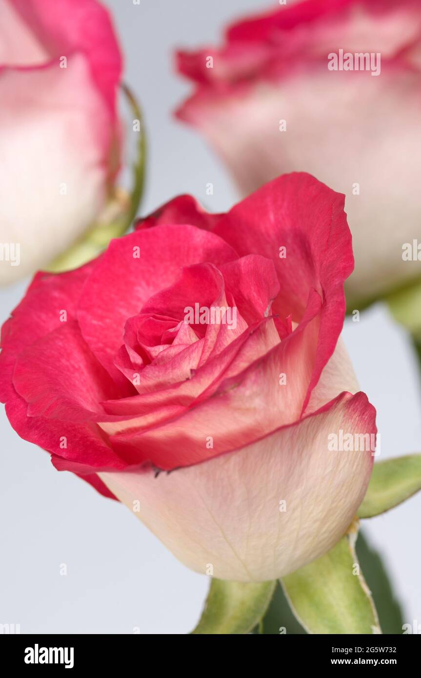 White Roses With Red Tips Name
