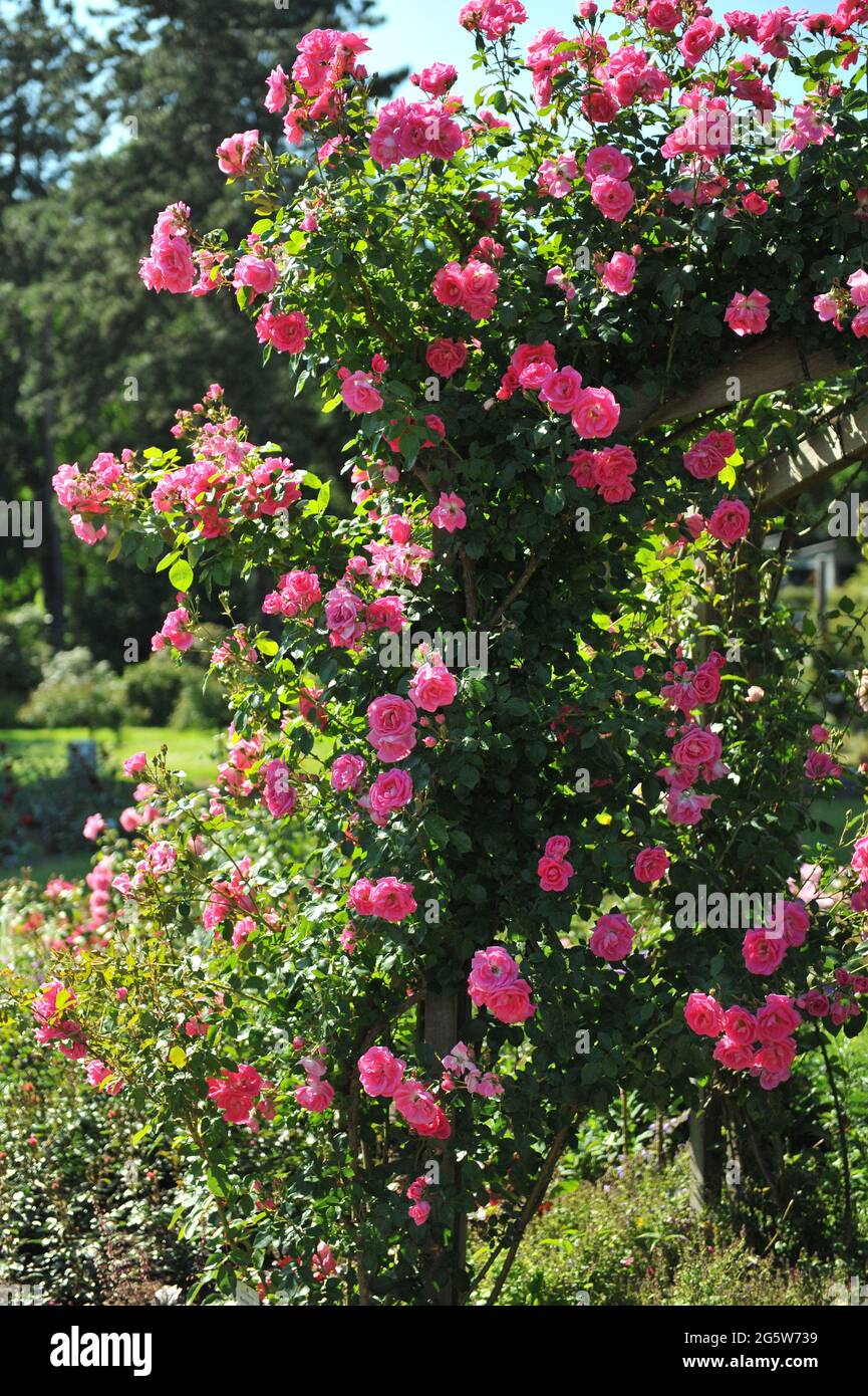 Pink Large-Flowered Climber rose (Rosa) Morning Jewel blooms on a wooden pergola in a garden in June Stock Photo