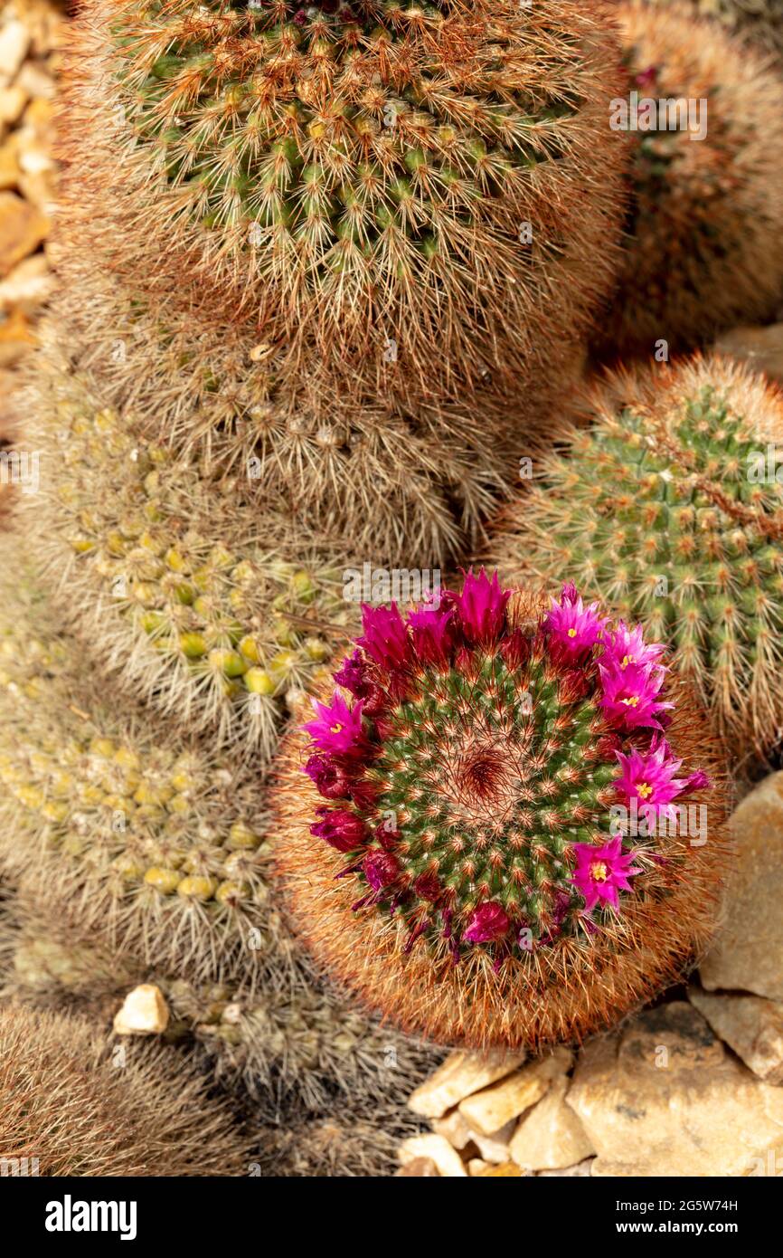 Mammillaria spinosissima, spiny pincushion cactus in flower, natural