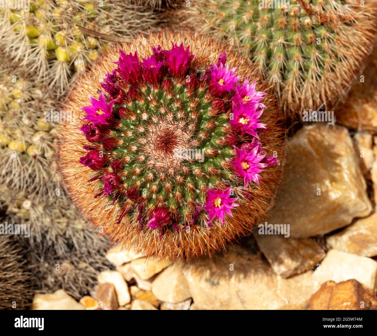 Mammillaria spinosissima, spiny pincushion cactus in flower, natural