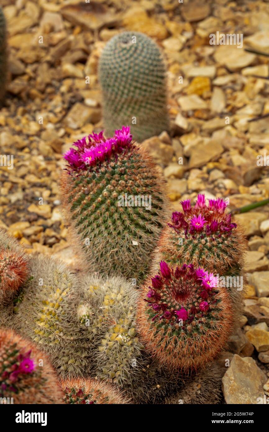 Mammillaria spinosissima, spiny pincushion cactus in flower, natural