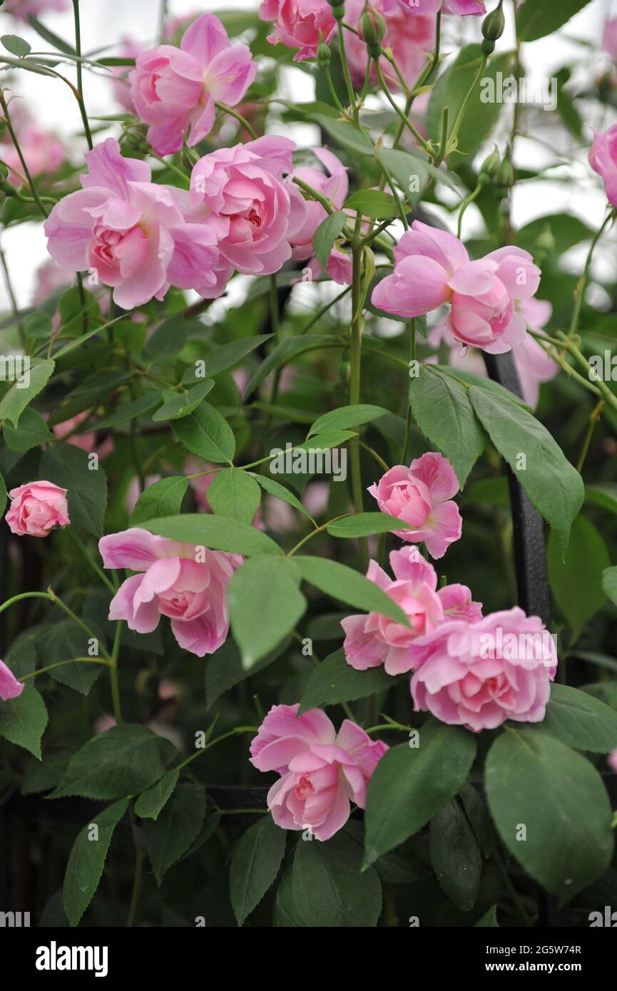 Pink climbing rose (Rosa) Mortimer Sackler blooms on an exhibition in May  Stock Photo - Alamy