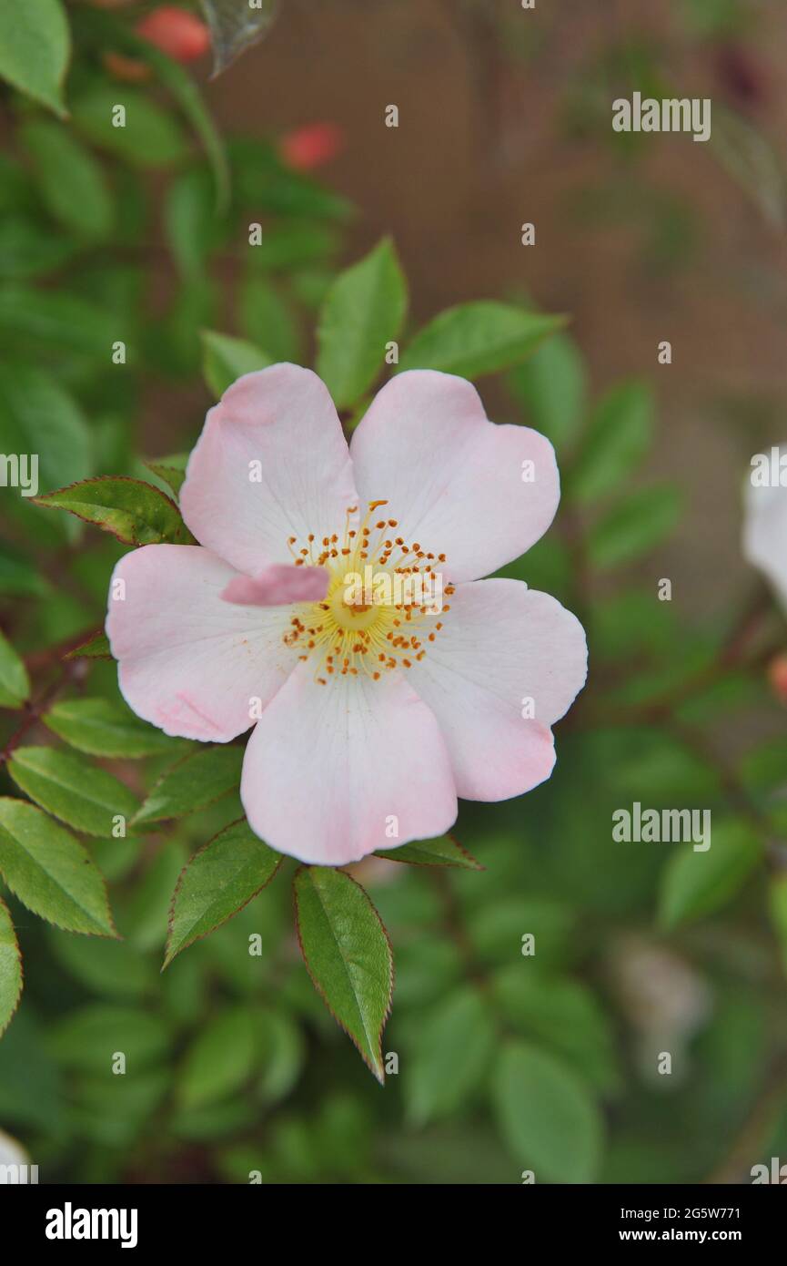 Pink climbing Polyantha rose (Rosa) Open Arms blooms in a garden in May Stock Photo