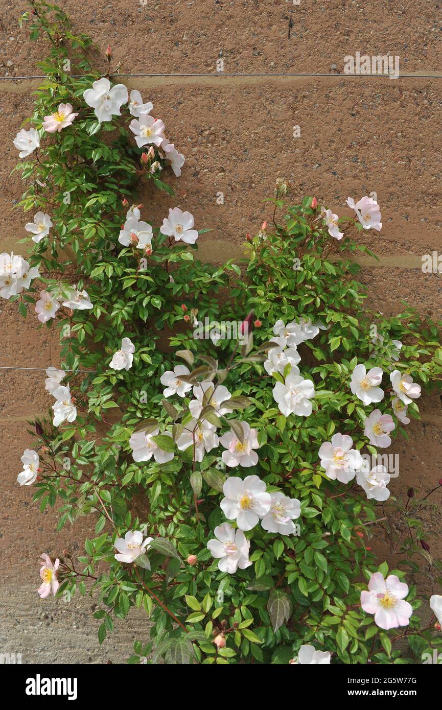Pink climbing Polyantha rose (Rosa) Open Arms blooms in a garden in May Stock Photo
