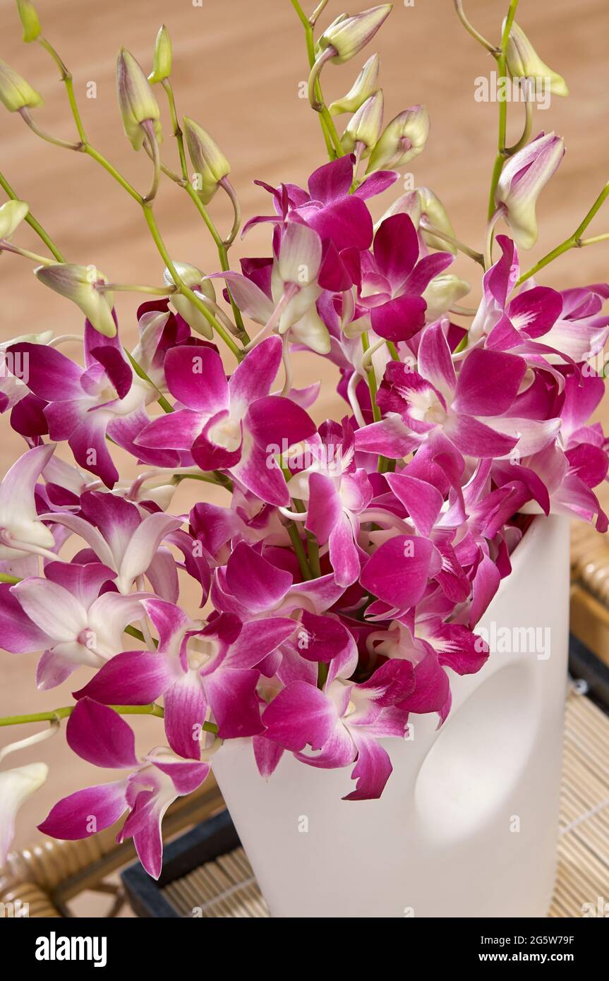 Contemporary vase of exotic Dendrobium Cerise Oriental Orchids on a coffee table in a room setting Stock Photo