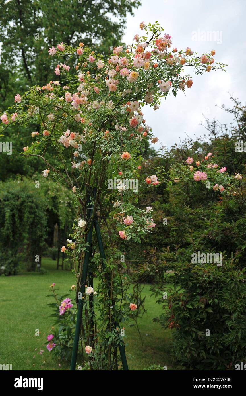 Pink climbing Polyantha rose (Rosa) Phyllis Bide blooms in a garden in June Stock Photo