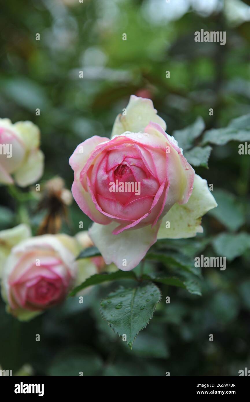 Pink Large-Flowered Climber rose (Rosa) Pierre de Ronsard blooms in a garden in August Stock Photo