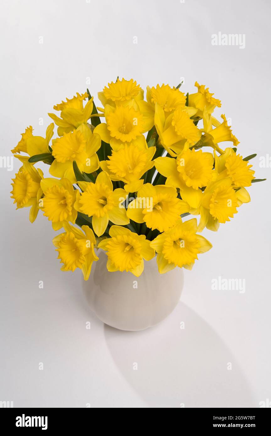a large vase of stunning yellow daffodils Narcissus Pseudonarcissus also know as Lent Lily on a white background Stock Photo