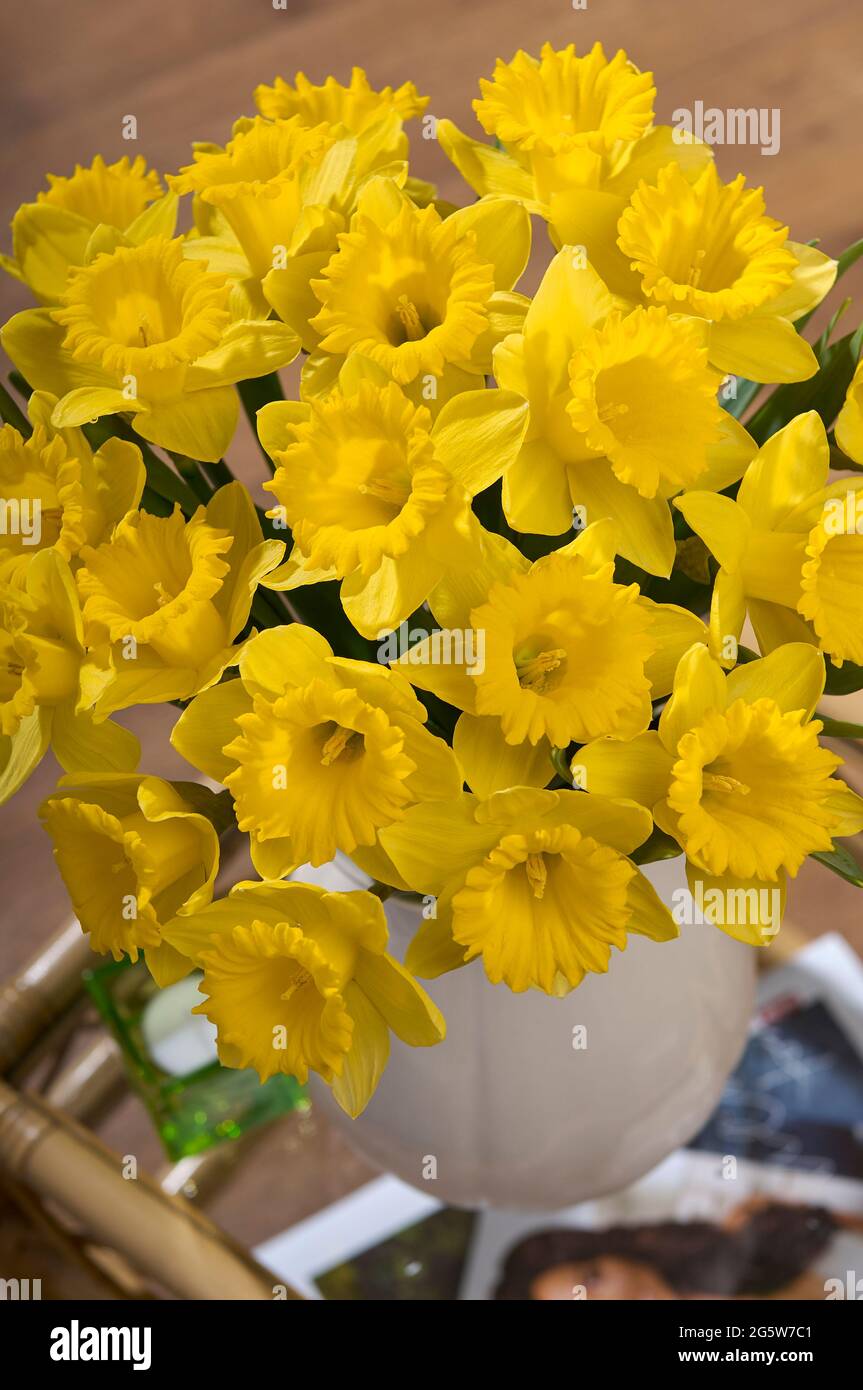 a large vase of stunning yellow daffodils Narcissus Pseudonarcissus also known as Lent Lily on a small side table in a home setting Stock Photo