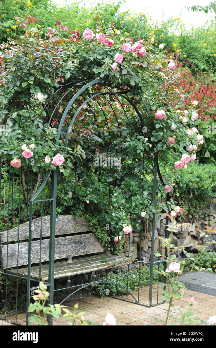 Pink Large-Flowered Climber rose (Rosa) Pierre de Ronsard blooms on an arch in a garden in August Stock Photo