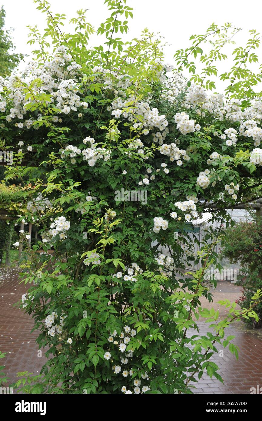 White climbing Hybrid Multiflora rose (Rosa) Rambling Rector blooms in a garden in June Stock Photo