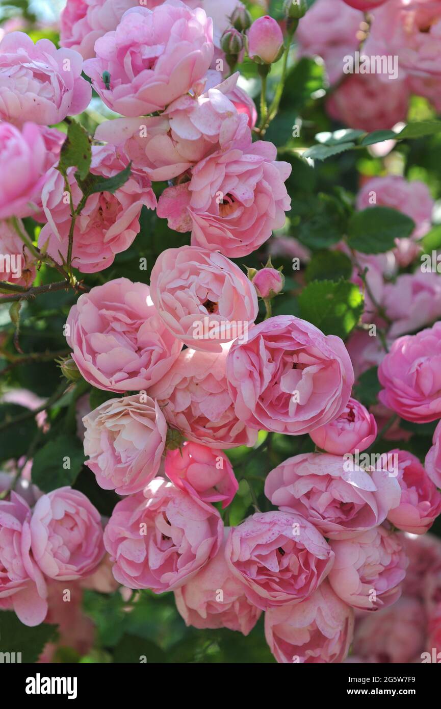 Rosa Macrantha High Resolution Stock Photography and Images - Alamy