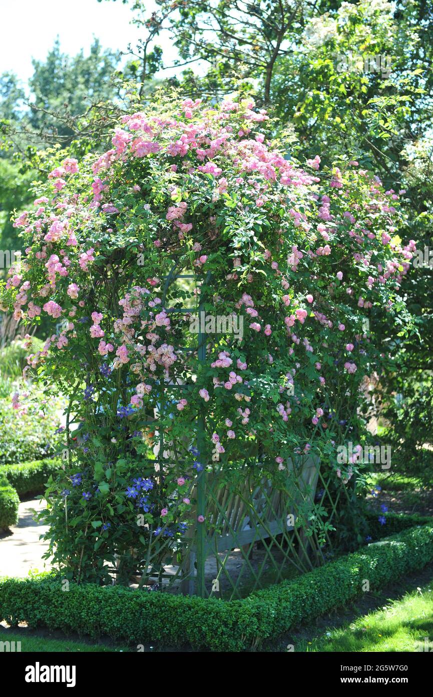 Pink climbing Shrub rose (Rosa) Raubritter blooms on an arch in a garden in July Stock Photo