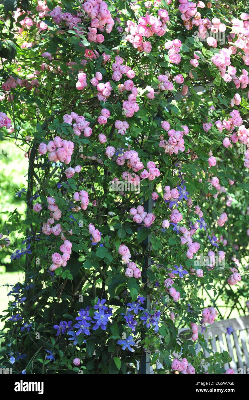 Pink climbing Shrub rose (Rosa) Raubritter blooms on an arch in a garden in July Stock Photo