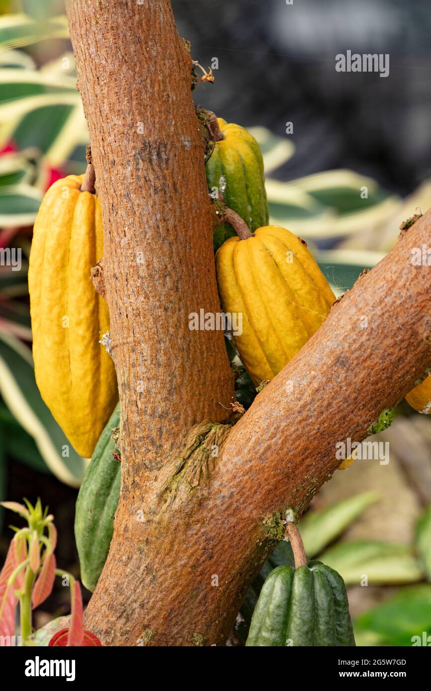 Theobroma cacao tree section with colourful pods Stock Photo