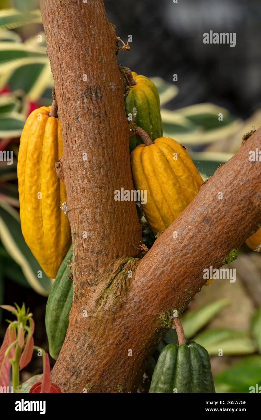 Theobroma cacao tree section with colourful pods Stock Photo