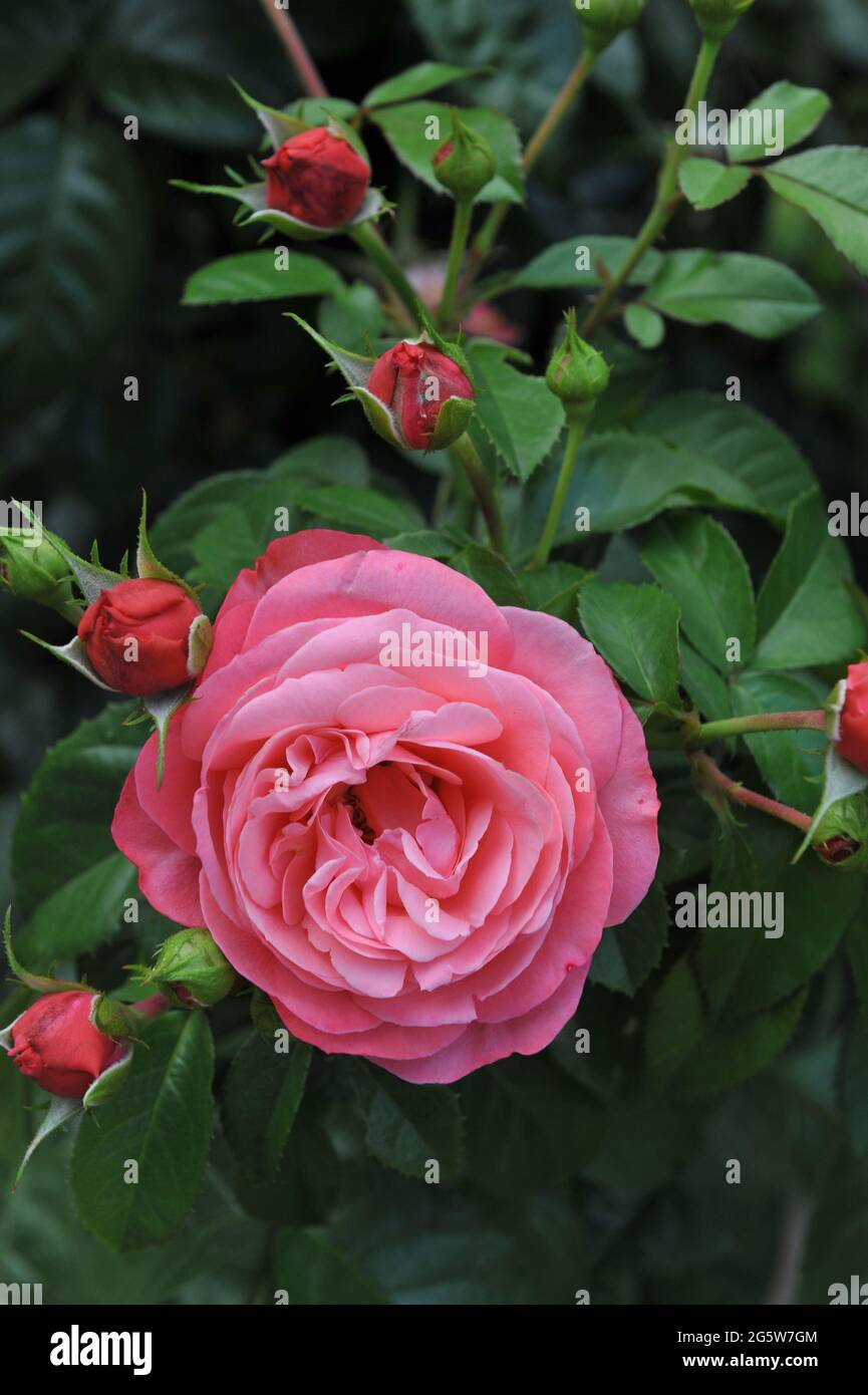 Pink Large-Flowered Climber rose (Rosa) Rosanna blooms in a garden in June Stock Photo