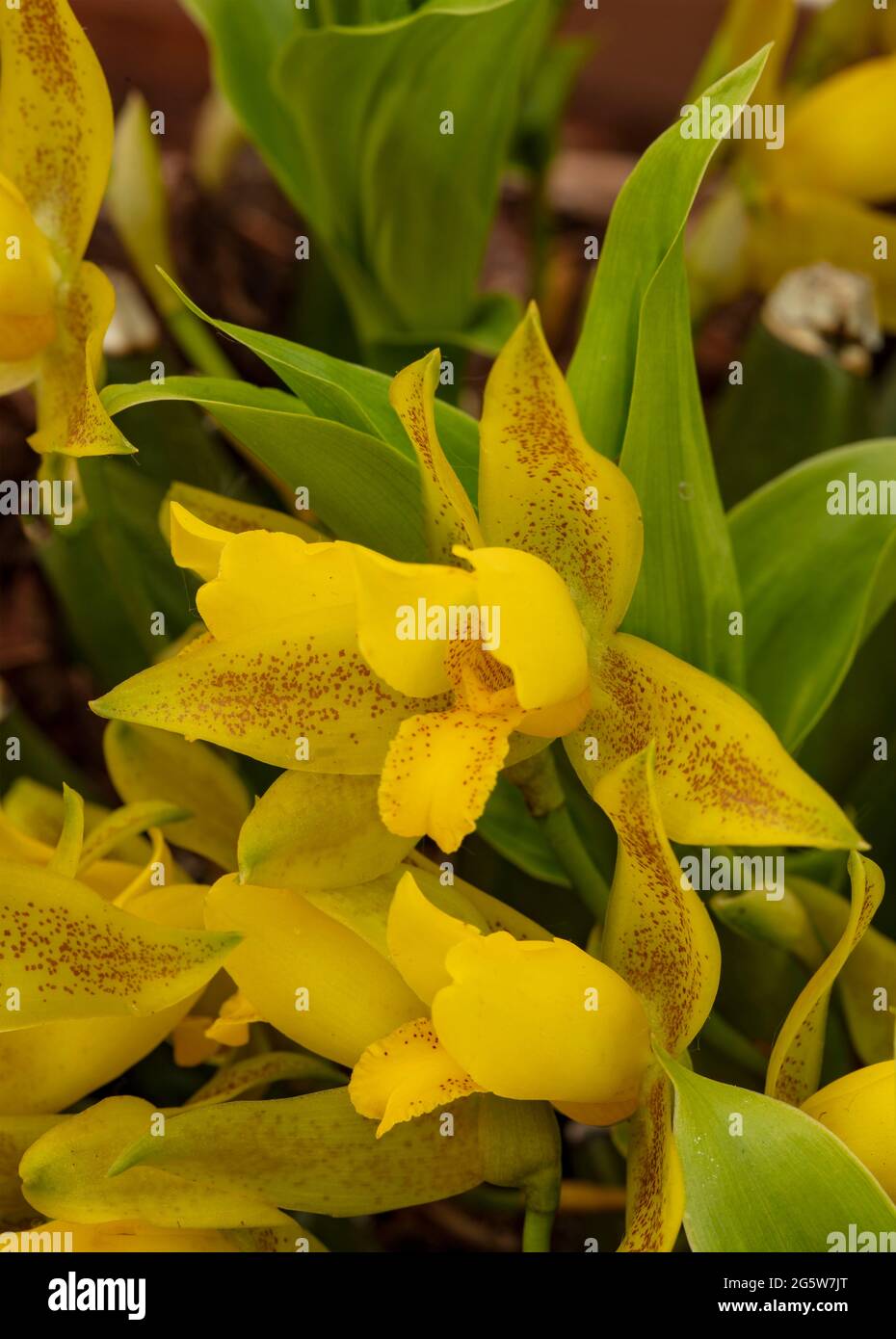 Lycaste Chiltern Hundreds, beautiful yellow orchid flower portrait Stock Photo