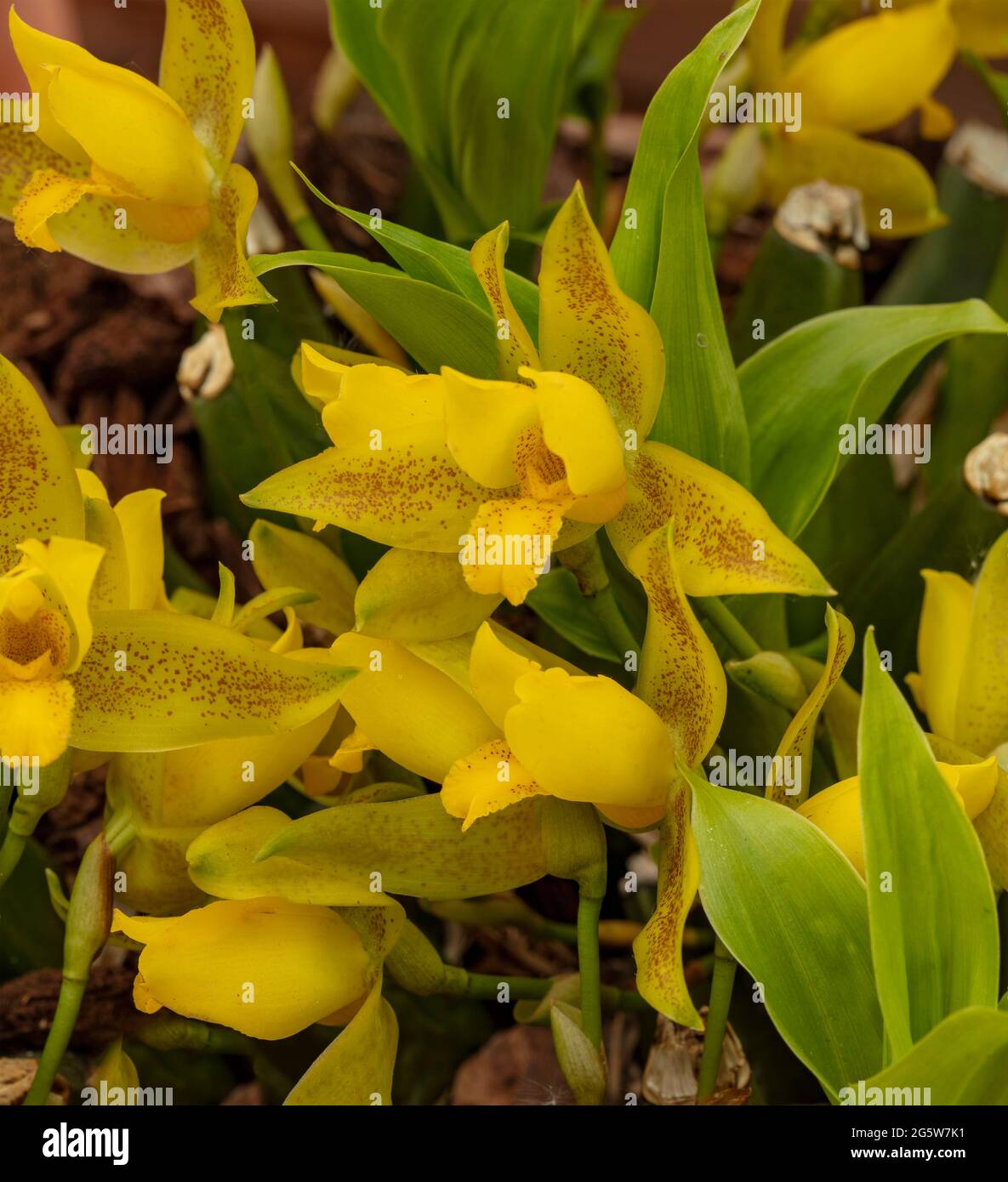 Lycaste Chiltern Hundreds, beautiful yellow orchid flower portrait Stock Photo