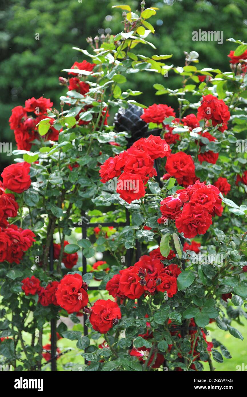 Red Large-Flowered Climber rose (Rosa) Santana blooms in a garden in June Stock Photo