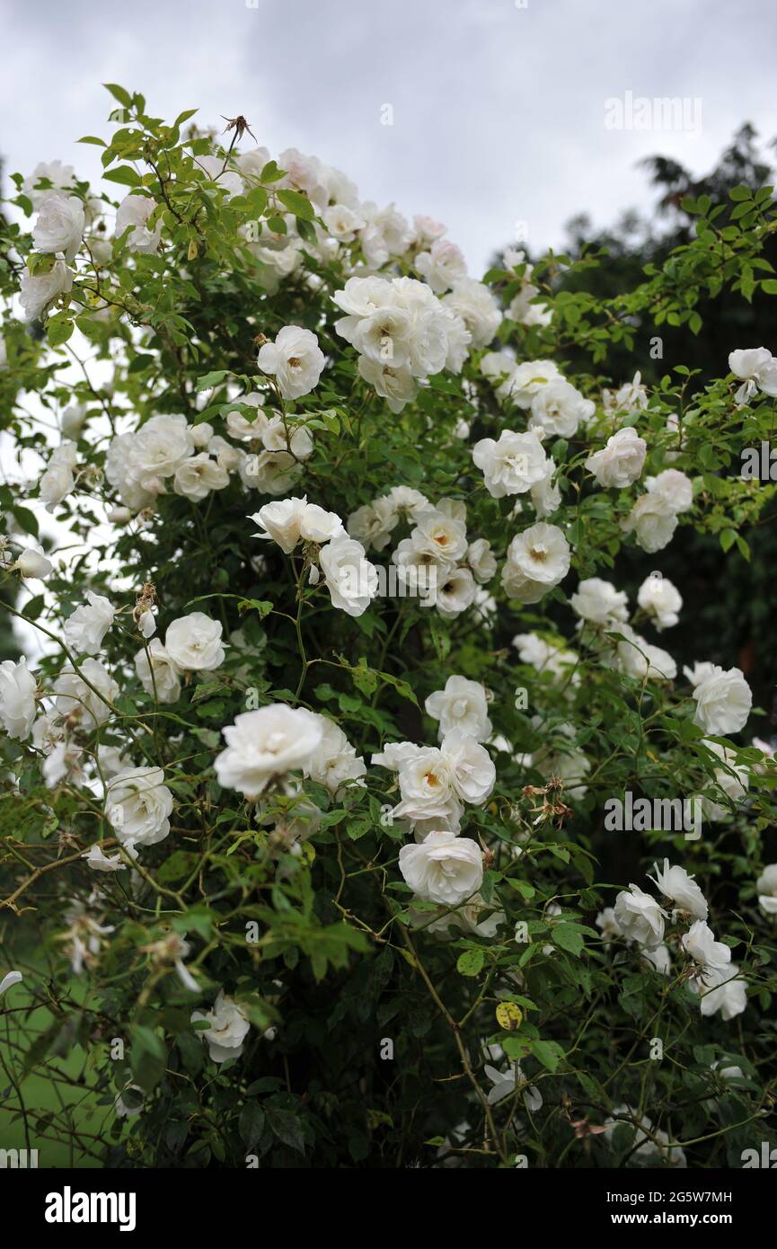 reli sudbonosan Akrobacija  White climbing Floribunda rose (Rosa) Schneewittchen, Cl blooms in a garden  in June Stock Photo - Alamy