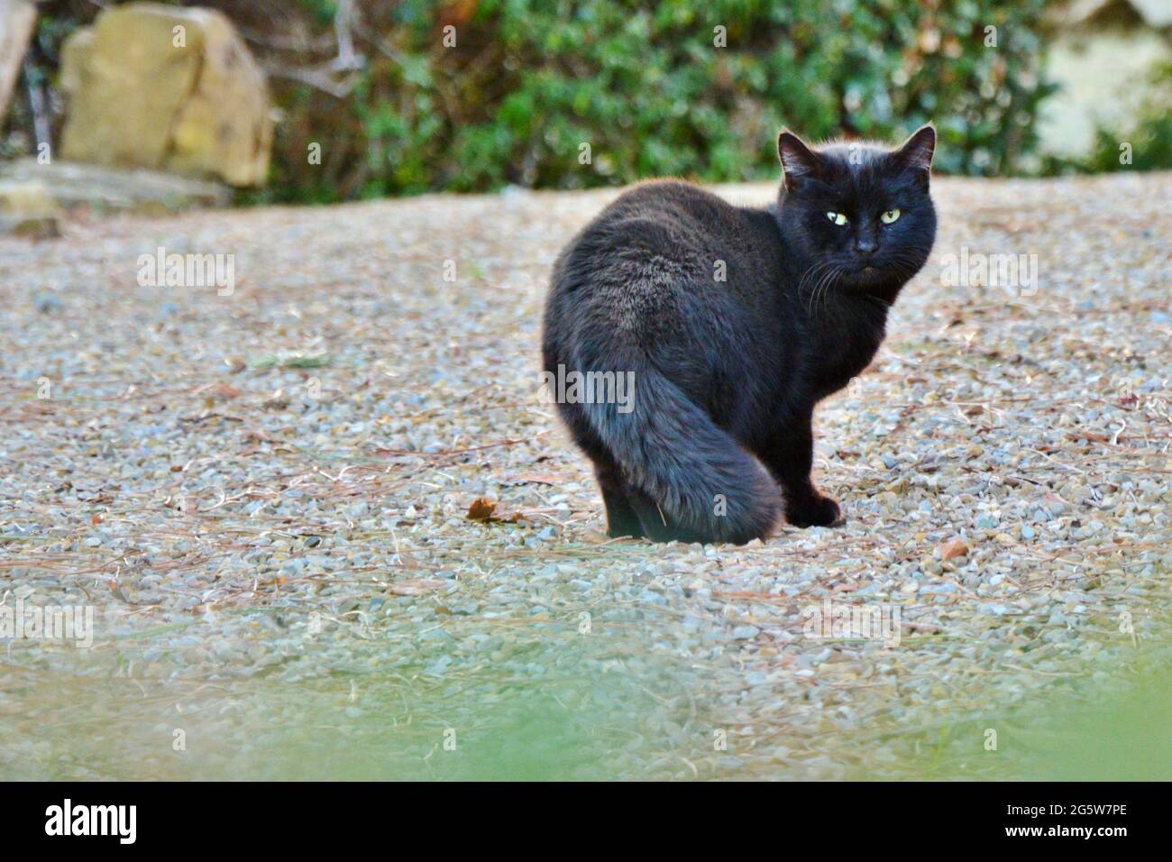 black cat on gravel Stock Photo Alamy