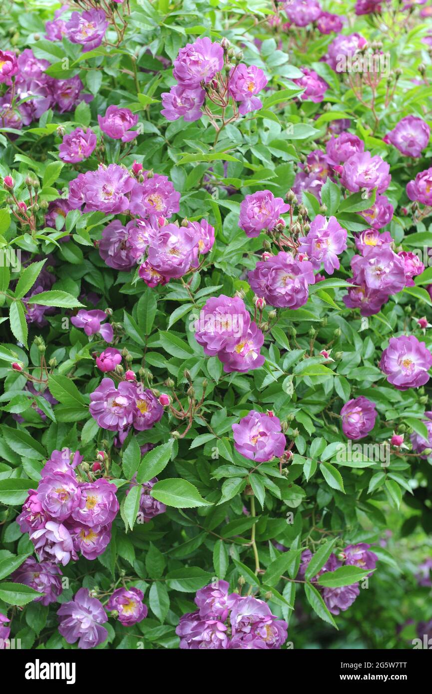 Violet Hybrid Multiflora rose (Rosa) Veilchenblau blooms in a garden in June Stock Photo
