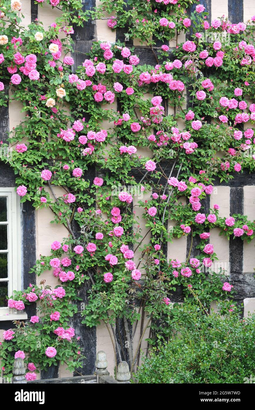 Pink climbing Bourbon rose (Rosa) Zephirine Drouhin  blooms in a garden in May Stock Photo