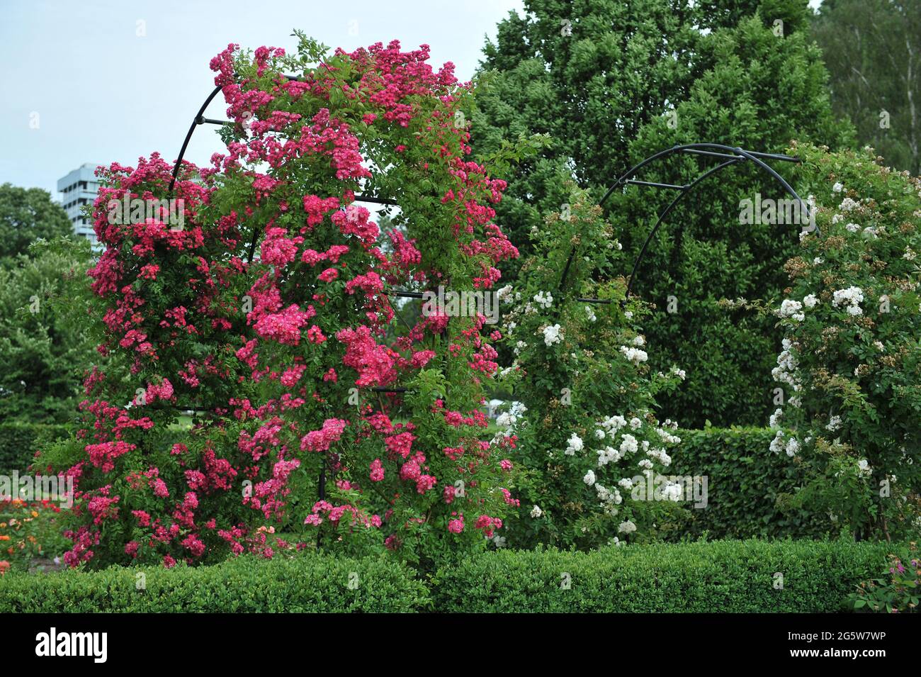 Climbing roses (Rosa) bloom on mettalic archs in garden in June Stock ...