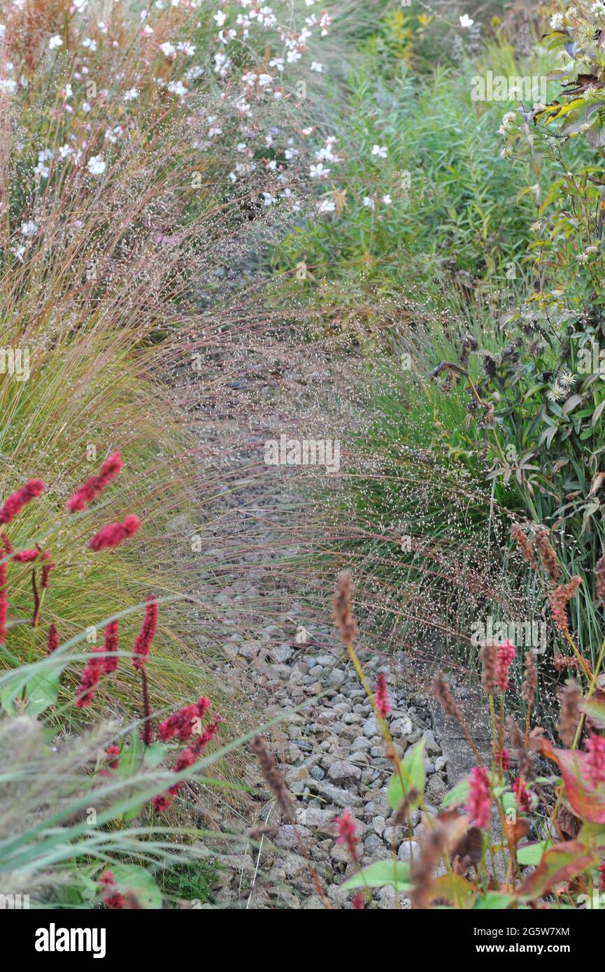 Yellow autumn coloration of a prairie dropseed (Sporobolus heterolepis) in a flower bed in a garden Stock Photo