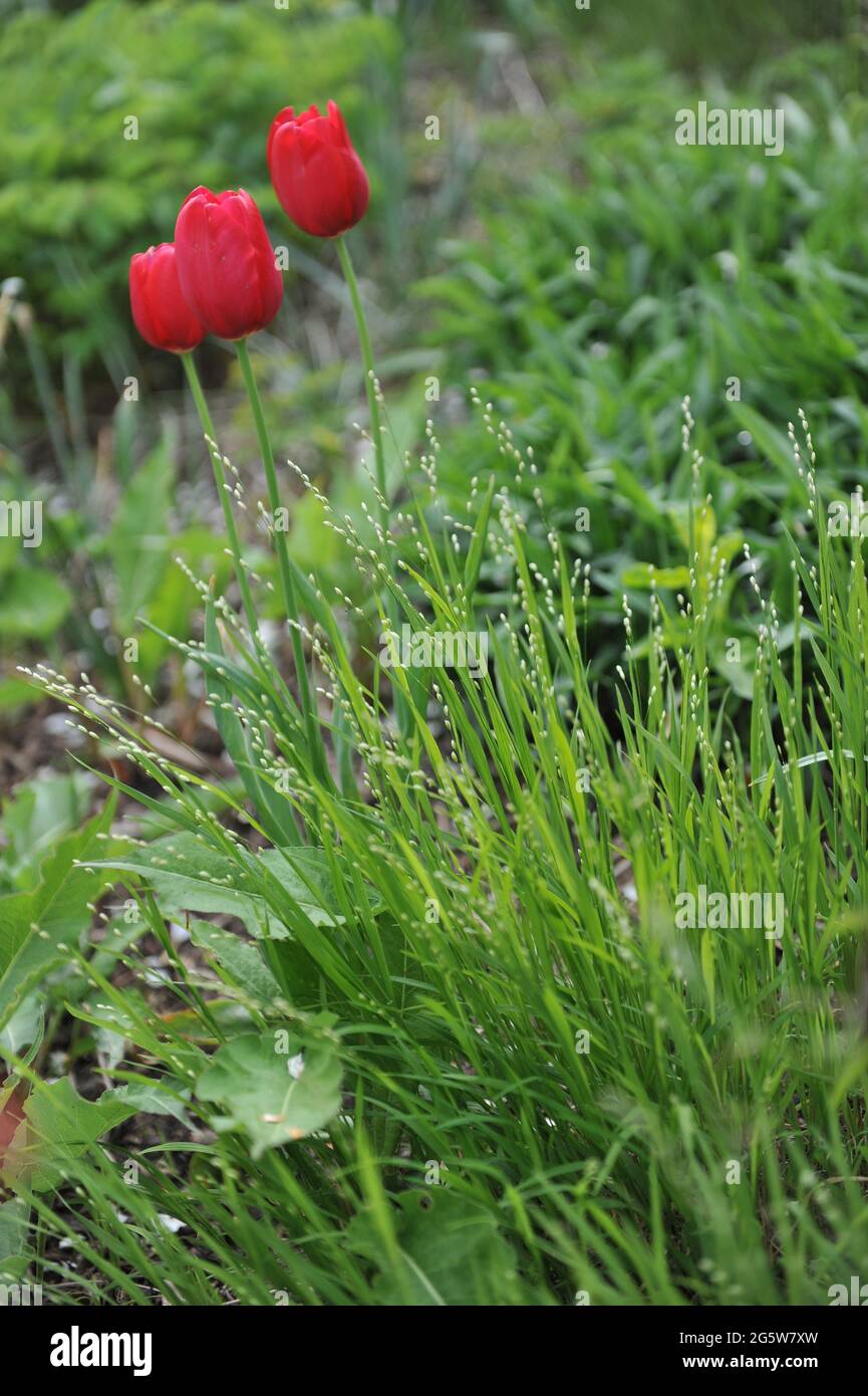 Red tulips (Tulipa) bloom in a clump of an ornamental grass Melica uniflora Albida in April Stock Photo
