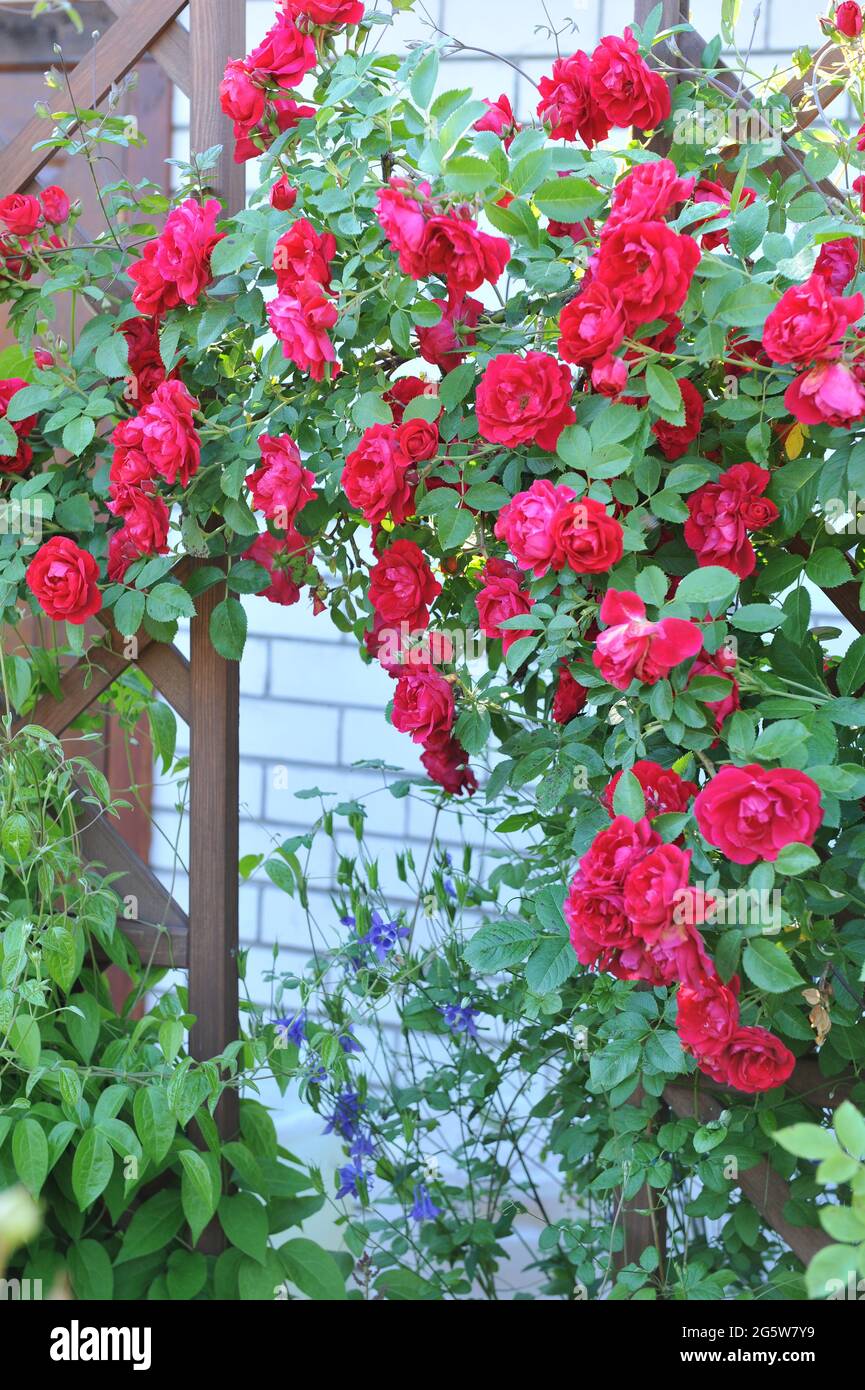Red Large-Flowered Climber rose (Rosa) Flammentanz blooms on a wooden arch in a garden in June Stock Photo