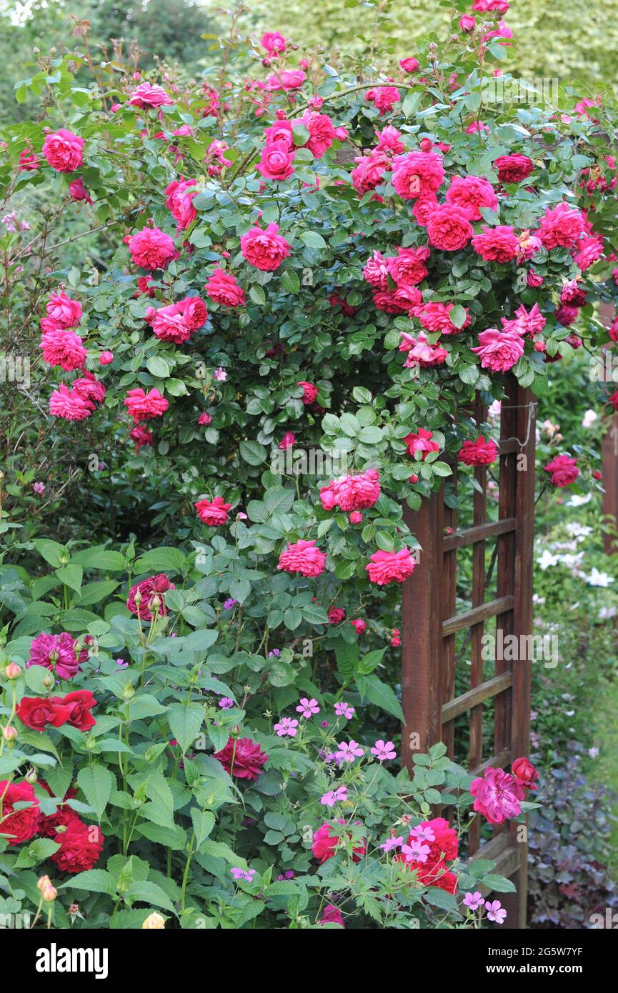 Red Large-Flowered Climber rose (Rosa) Flammentanz blooms on a wooden arch in a garden in June Stock Photo