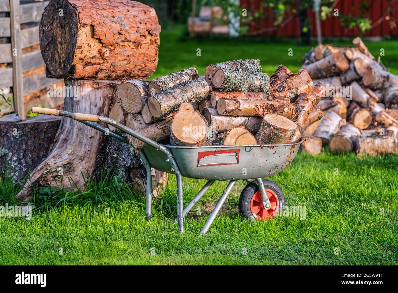 Wheel barrow full loaded and blurry pile of round cuts of tree wood at green summer garden. The logs are sawed from the trunks of birch stacked in a p Stock Photo