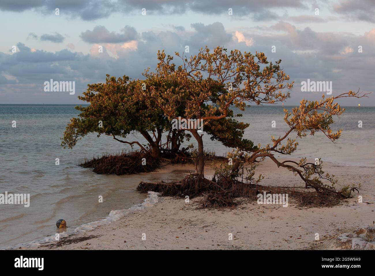 Black Mangrove, Avicennia germinans, at low tide revealing pneumatophore roots. Stock Photo