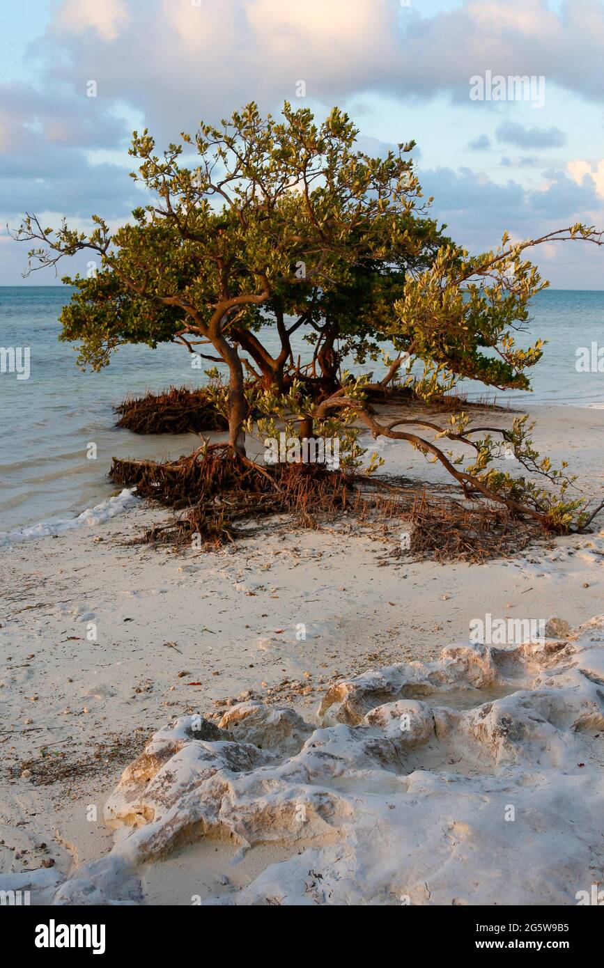 Black Mangrove, Avicennia germinans, at low tide revealing pneumatophore roots, Florida Keys National Marine Sanctuary. Anne's Beach, Islamorada, Flor Stock Photo