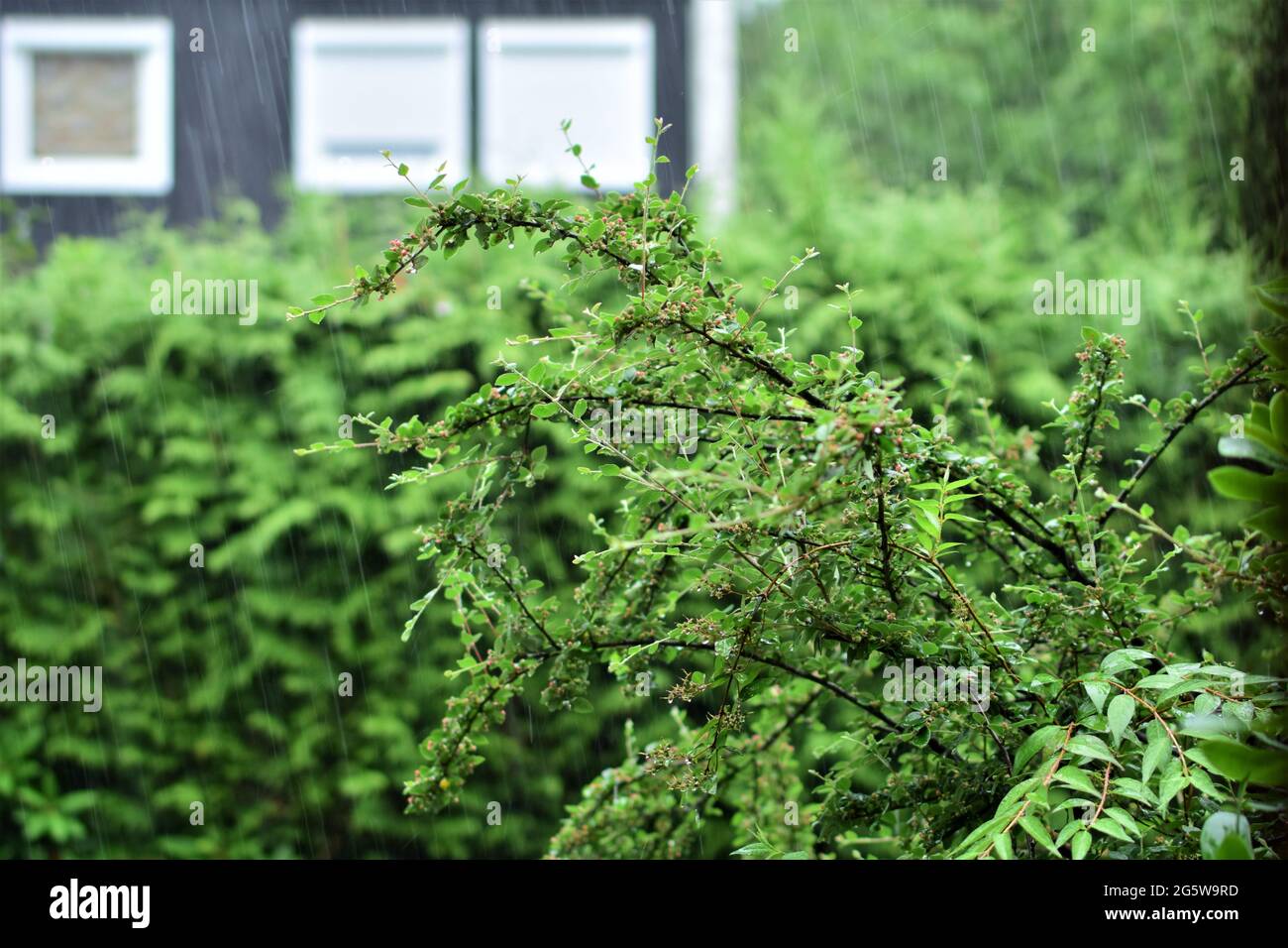 Green bush against a hedge and a house during bad weather with heavy rain Stock Photo