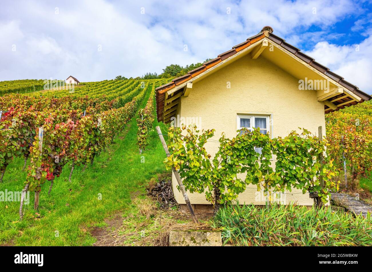 Winegrower's hut in autumn vineyard, winegrowing area near Kleingartach, Heilbronn Region, Baden-Württemberg, Germany. Stock Photo