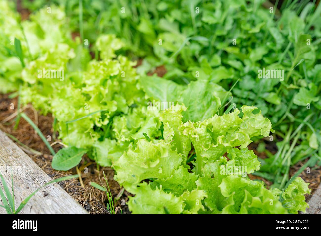 Garden bed with green lettuce Stock Photo Alamy