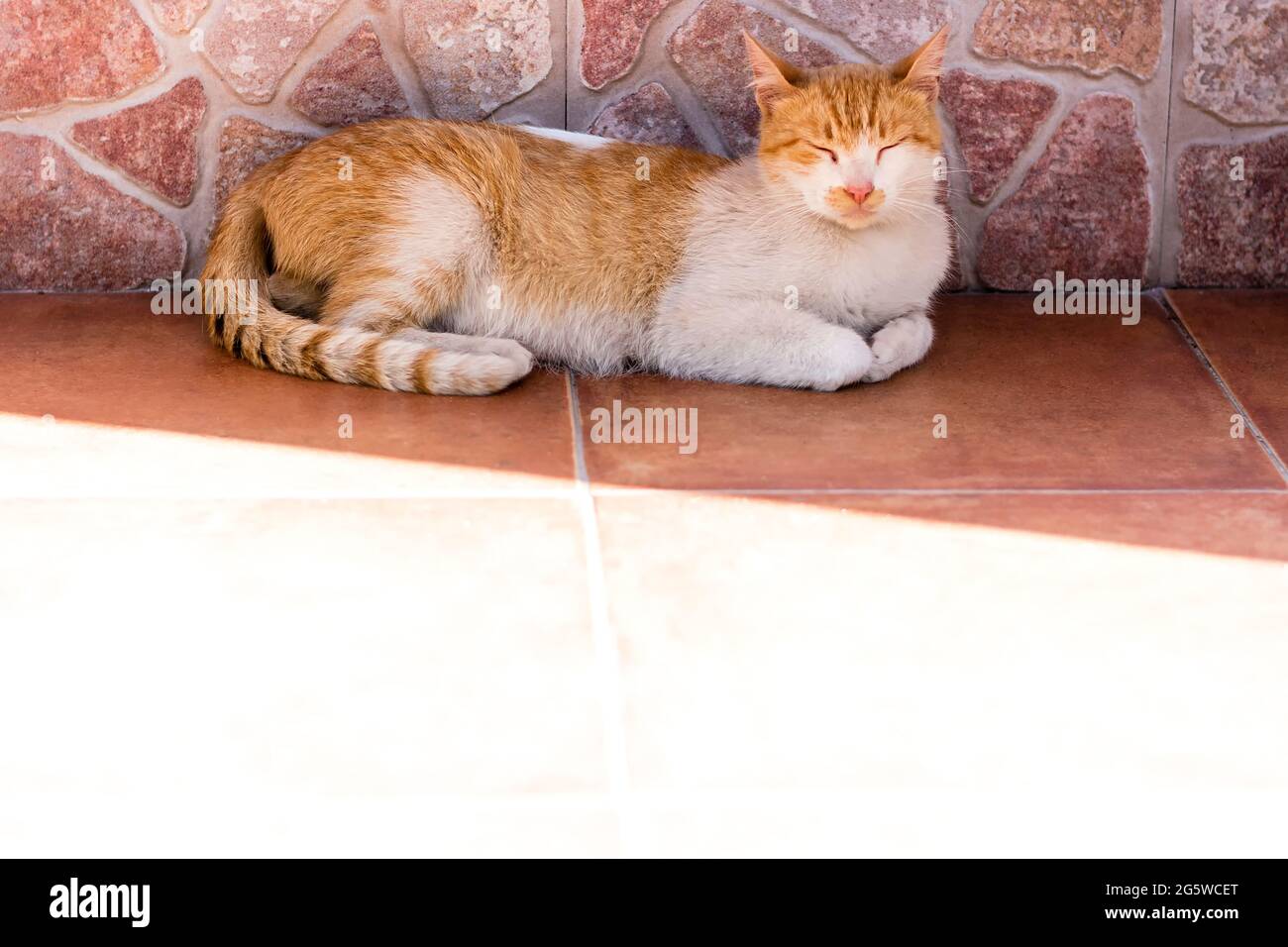 Brown and White Cat Lying with closed eyes in a town in the Council of Aller in Asturias.Photography is a horizontal shot. Stock Photo