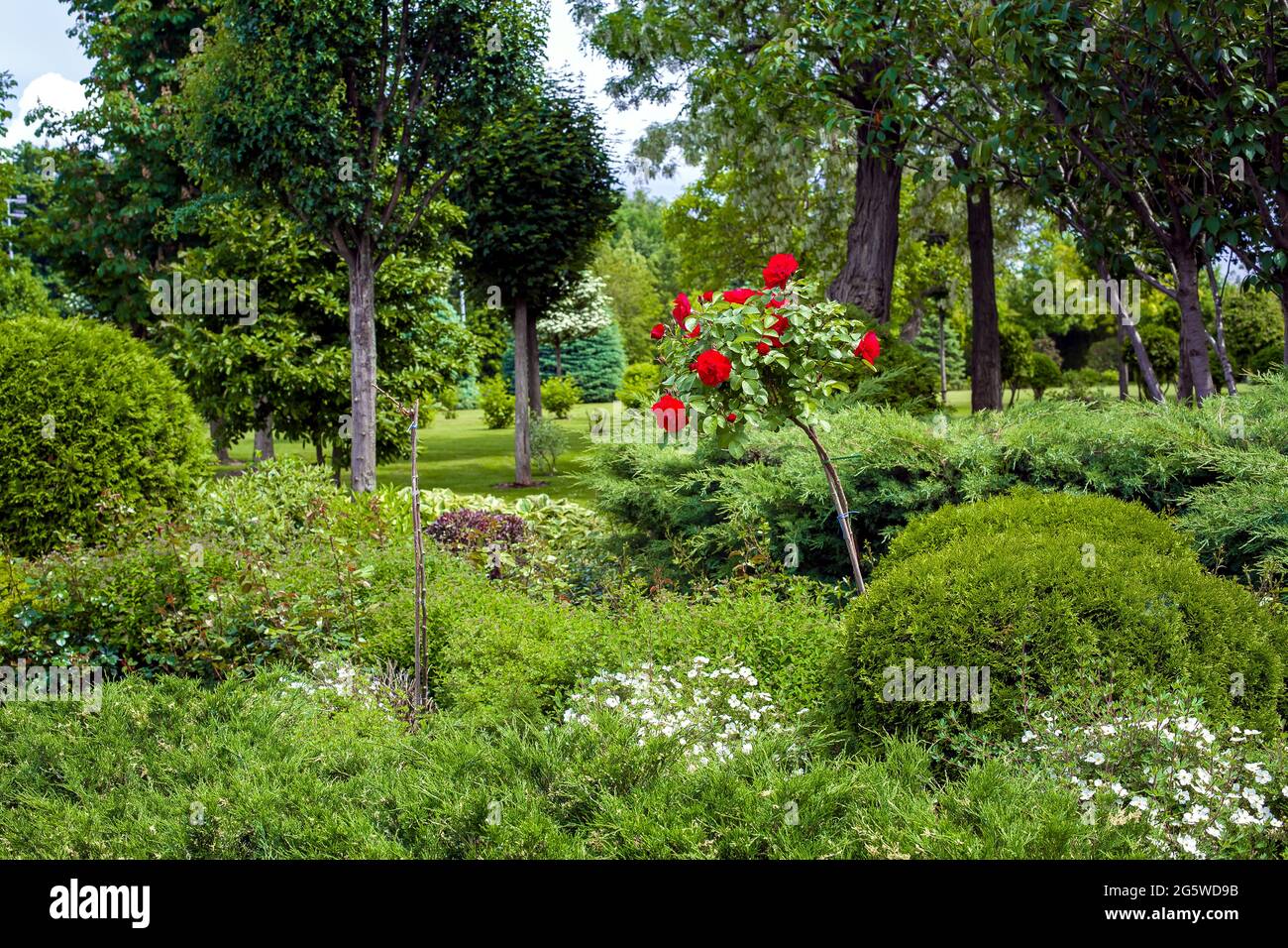 flower bed with red rose and in a garden bed of backyard park with a landscape on a sunny summer day, nobody. Stock Photo
