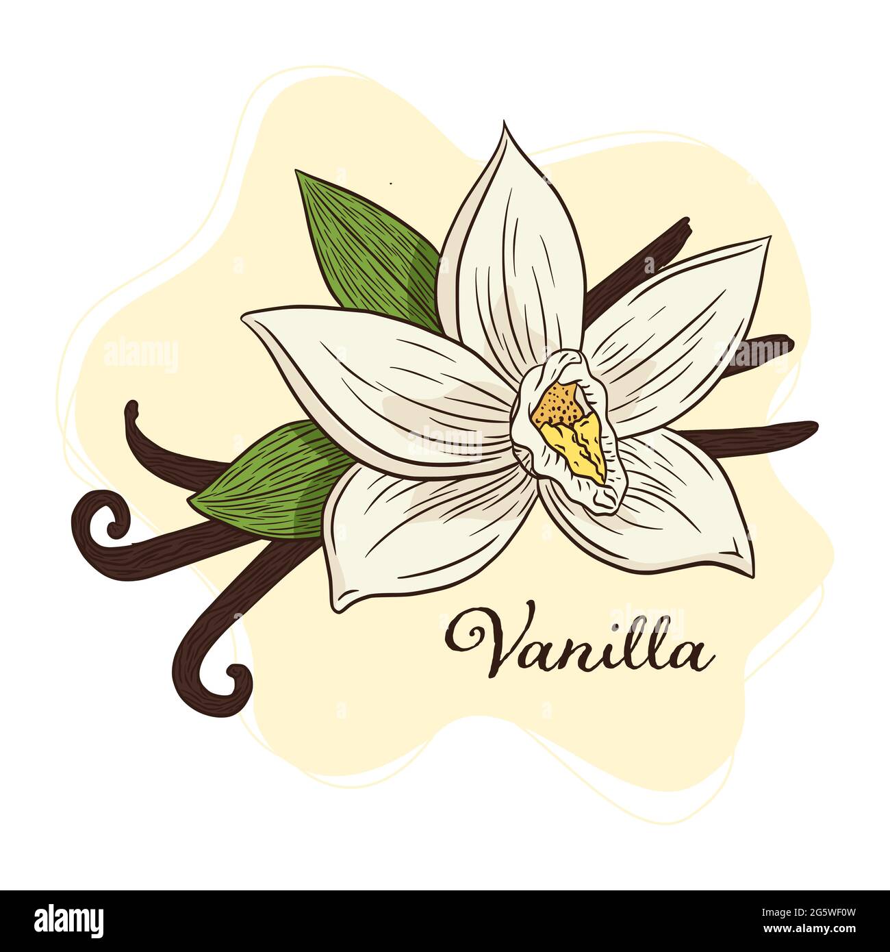 Họa tiết hoa và quả vanila được vẽ tay với những nét đậm nét mịn sẽ mang đến cho bạn cảm giác gần gũi hơn với thiên nhiên. Hãy tham quan những tác phẩm đẹp đến ngỡ ngàng này và tìm hiểu tất cả về nét vẽ thật tài tình này. 